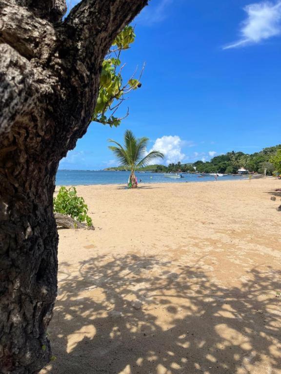 Studio Zen Island Tartane La Trinité Dış mekan fotoğraf